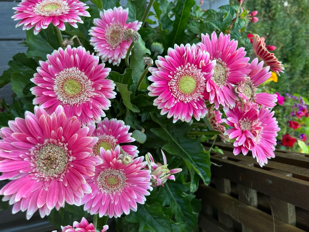 Photo depicts a large pot of Gerber Daisies with dark pink petals topped with white and light greenish yellow centres surrounded by an inner ring of reddish pink and an outer ring of white, next to a cedar lattice trellis. A pot of mixed red, purple and magenta petunias and another of pinkish red fuchsias are in the background to the right of the Gerber Daisies. 