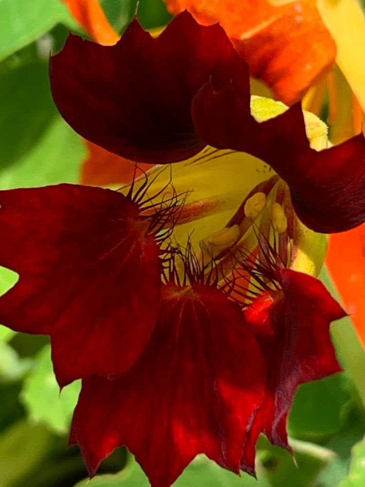 Photo depicts a close up of an Empress of India” Nasturtium flower, with bright red petals and a bright yellow centre. Another, different variety of Nasturtium, bearing bright orange petals, is positioned above and behind the Empress of Indian. Seeds sourced from *West Coast Seeds located in Delta, BC, 🇨🇦 (*ships to both 🇨🇦 and 🇺🇸). 
