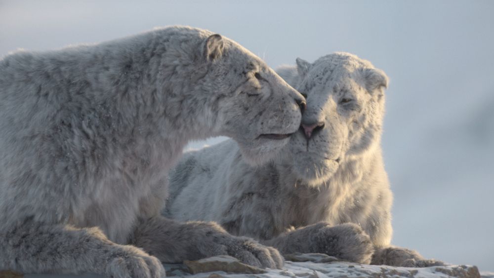 Two sabretoothed cats with thick, white fur nuzzle in a cold, snowy landscape with a low-hanging sun lighting them from the right.