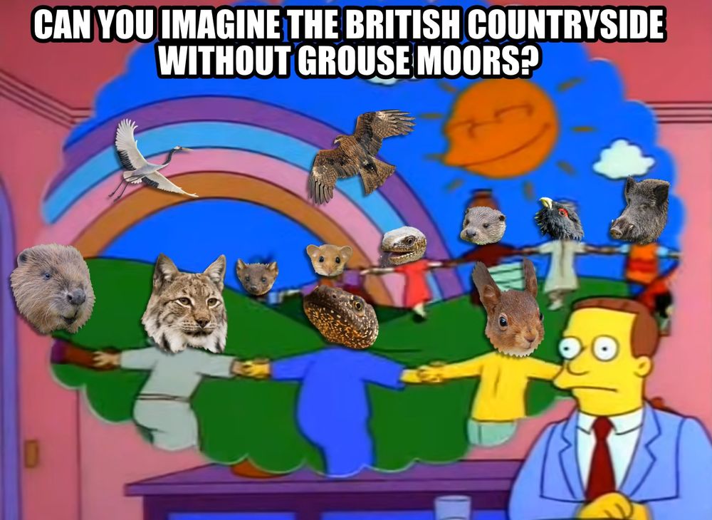 A meme of the Simpsons featuring Lionel Hutz imagining world peace with a worried expression.
The people dancing together in the imagination bubble are represented by various species of British animals; a beaver, a lynx, a crested newt, a red squirrel, a wild boar, a capercaillie, an otter, a slow worm, a dormouse & a pine martnen. An eagle & a crane fly overhead.
The caption reads 'Can you imagine the British countrysie without grouse moors?'