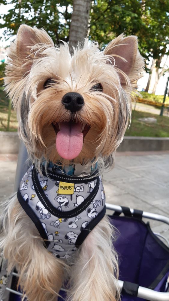 A Terrier Yorkshire puppy smiling at the camera at the park