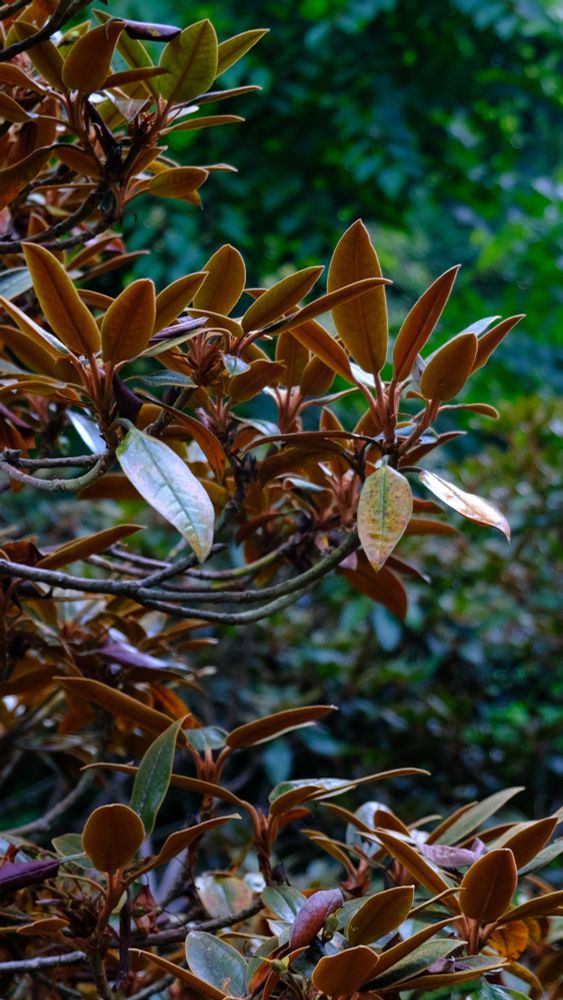 Plants
