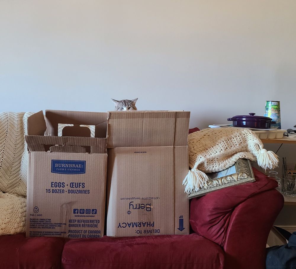 A gray and white cat with fat cheeks staring into the camera with a sullen expression. Everything below his nose is hidden behind two large cardboard boxes resting on the red couch he's trying to nap on the back cushion of. There's significant mess from packing in the background of the photo. Cat is not impressed.