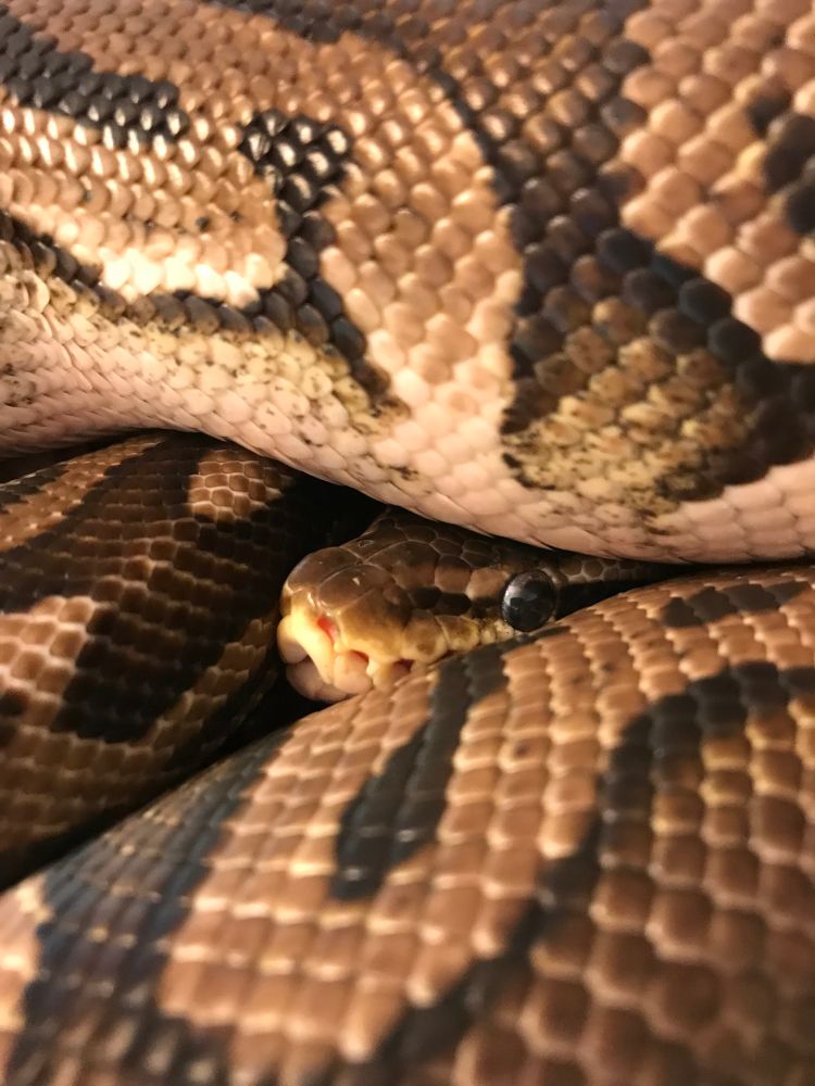 A brown ball python coiled up so that you can barely see his little nose and face. 