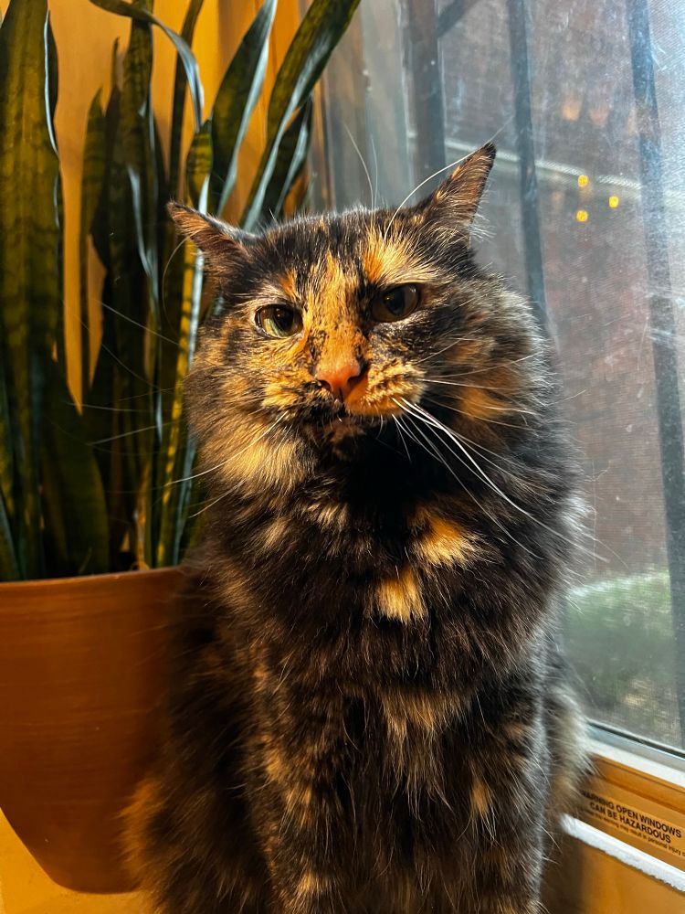 Dark, long haired tortoiseshell cat with long white whiskers sitting in a window looking at the camera with a skeptical and judgmental look on her face.