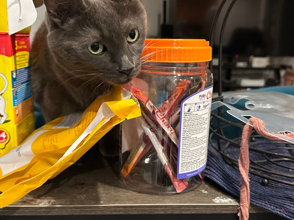 A grey cat named Ru looking up from chewing on a bag of treats that’s sitting next to a container of Churu. 