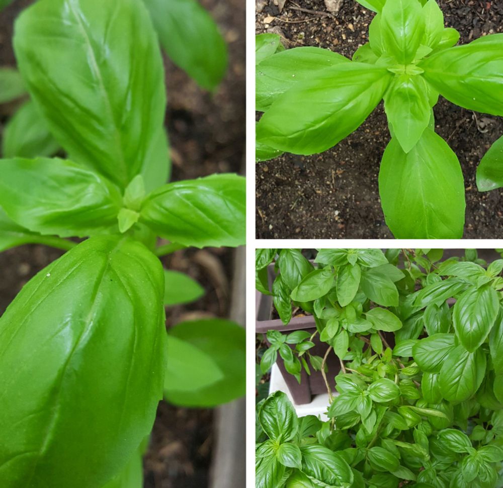 Italian basil — โหระพาอิตาเลียน (Horapha Italian) — Ocimum basilicum