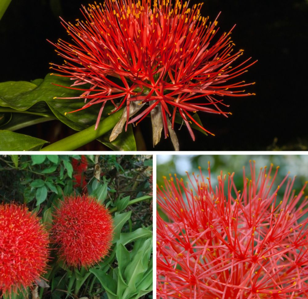 Blood Lily — ดอกว่านแสงอาทิตย์ (dok wan saeng atit) — Scadoxus multiflorus