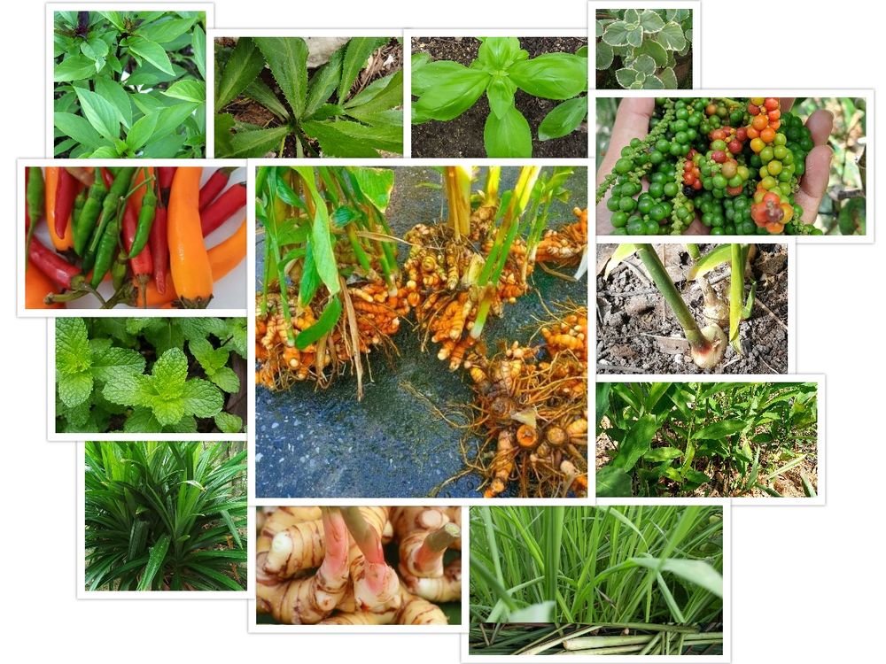 Thai herbs and spices bring gentle aroma and natural flavor to everyday cooking 🌿 Fresh lemongrass, basil, ginger and more grow simply and respectfully in our garden in Hua Hin. A small reminder of how nature supports our meals and wellbeing 🌱