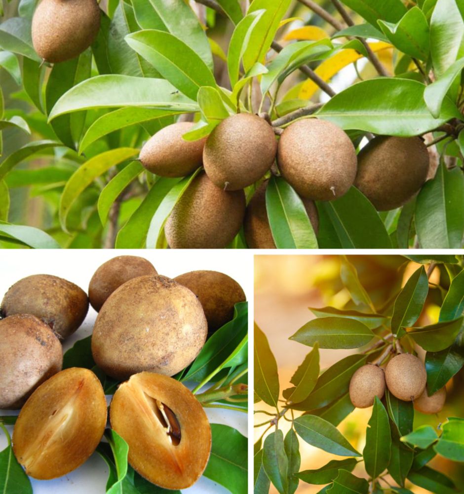 Sapodilla tree — ละมุด (La-mut) — Manilkara zapota