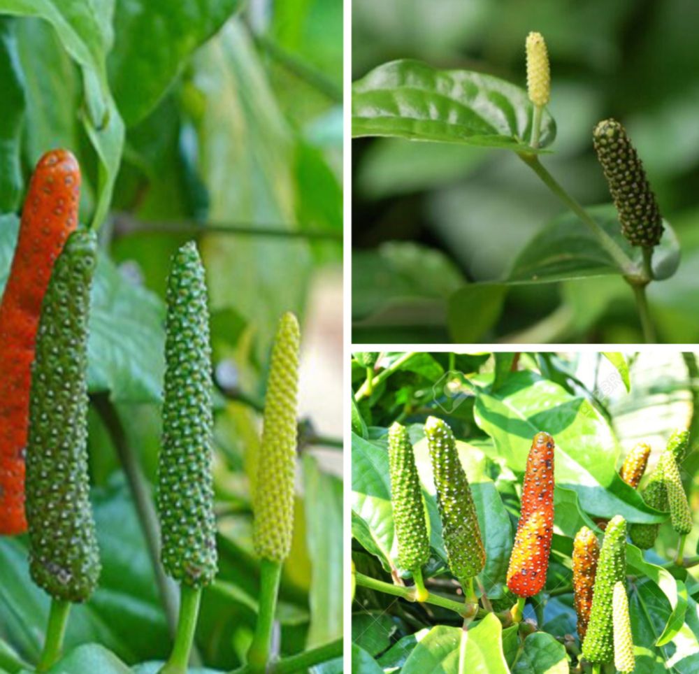 Indian Long Pepper — ดีปลี (dee plee)- Piper longum