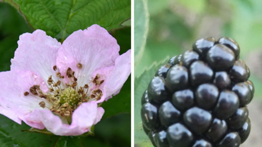 Blackberries Arapaho: A Potential Fruit for Thailand