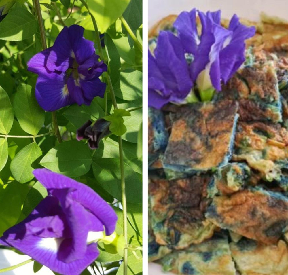 Vegetarian Kai Jiew Dok Anchan (Blue Butterfly Pea Omelette) with Fresh Flowers