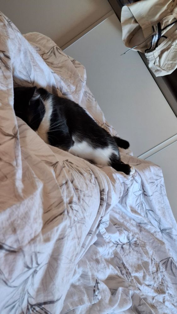 gatinho frajola dormindo no meio de pernas cobertas por um lençol 