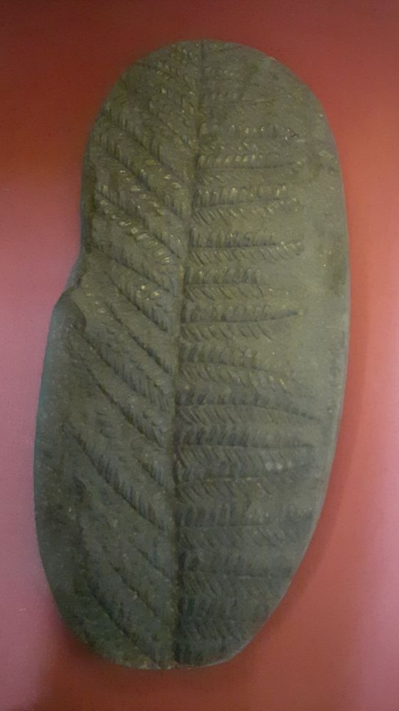 A Carboniferous fossil - foliage from a seed fern