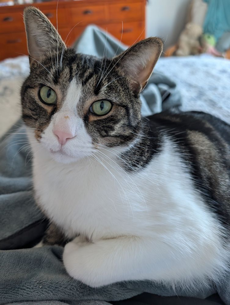 A tabby tuxie cat is serenely perched on his human's legs