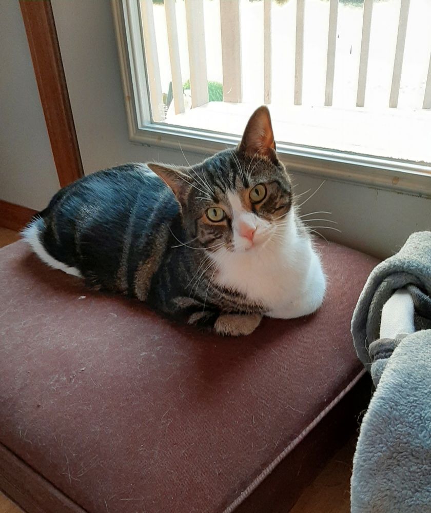 A tabby tuxie cat is loafing on a brown cushion in front of a windowed door. His head is tiltedabd he is gazing at the camera.