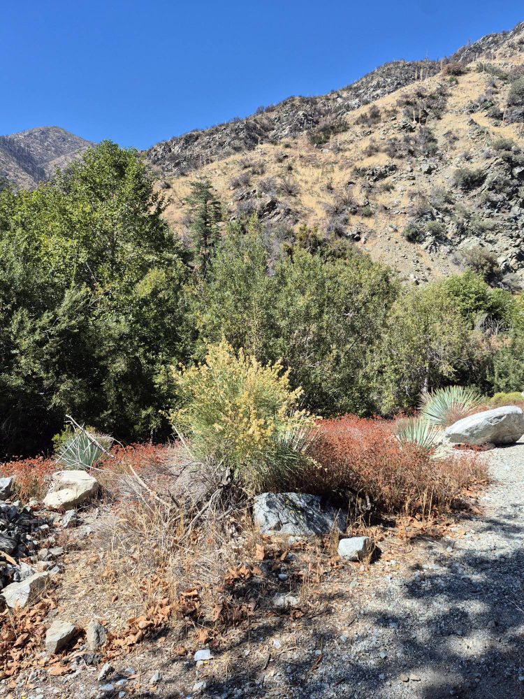 A desert scene. Somewhere amongst the dust and the rocks and the shrubs, a predatory animal lurks.