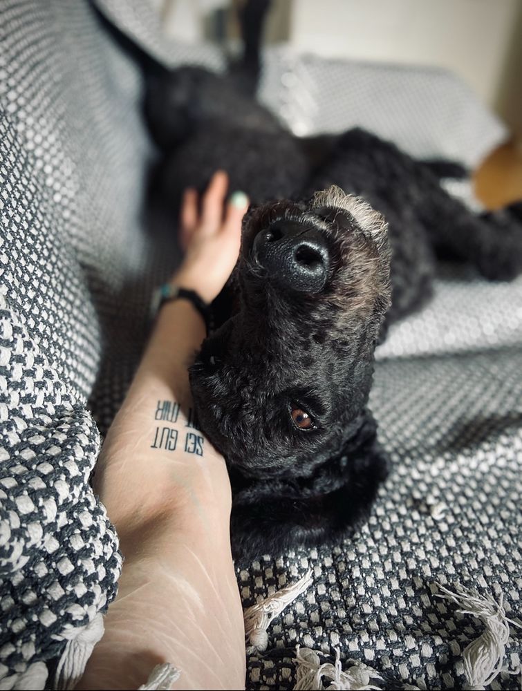 Auf dem Bild liegt ein schwarzer Pudel mit braunen Augen entspannt auf dem Rücken auf einer blau/grau-weiß gemusterten Decke. Sein Kopf ruht neben/ auf einem menschlichen Arm, den er leicht schief anschaut. Auf den Armen sind verheilte Narben und auf dem Unterarm ist ein tätowierter Text zu sehen.“Sei gut mit mir“ Die Szene wirkt gemütlich und vertraut.