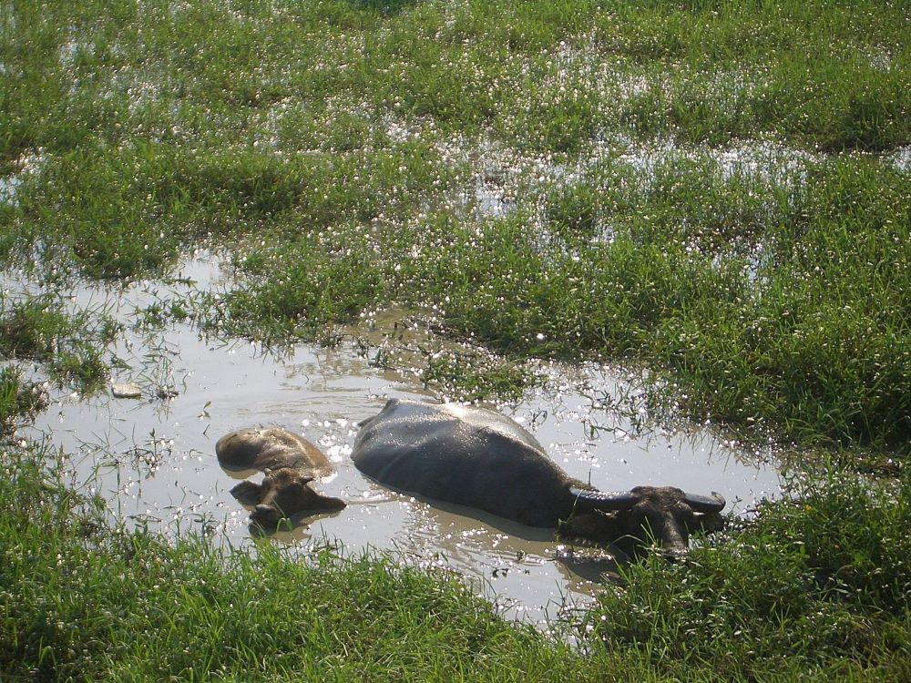 The Many and Amphibious Lives of China's Historical Wetlands