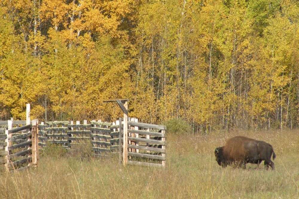 Place-Based Indigenous Knowledge: The Dënesųłıné Before and After Wood Buffalo National Park