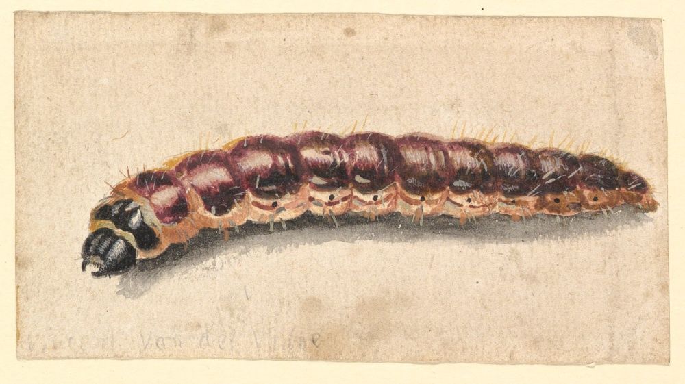 The Caterpillar from the Stick; The Tadpole from the Mud: Cycles of Life and Death in the Writings of Kenelm Digby (1603-1665)