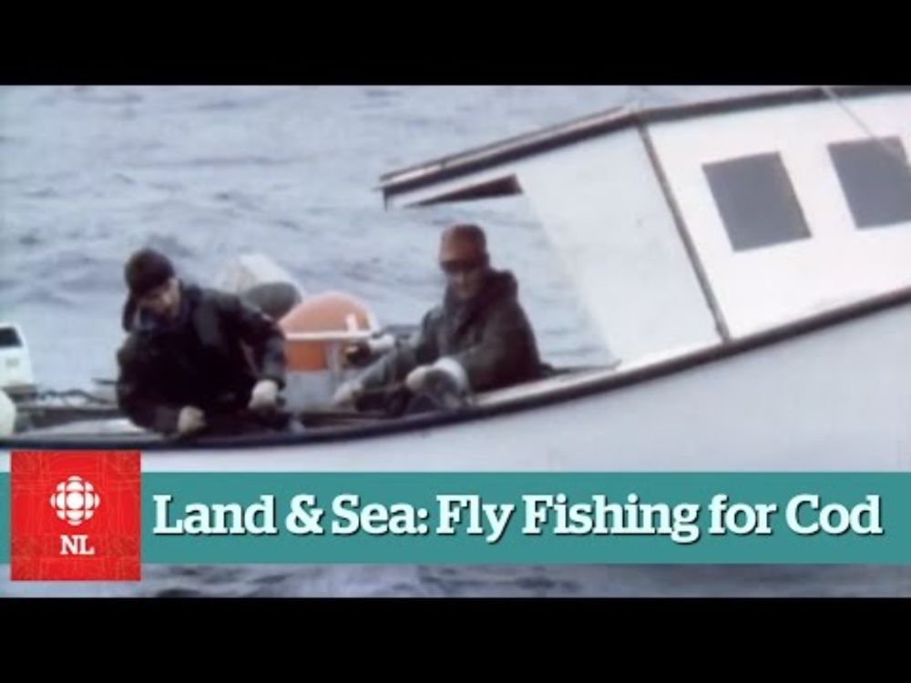 Land & Sea: Fly fishing for cod in Portugal Cove South