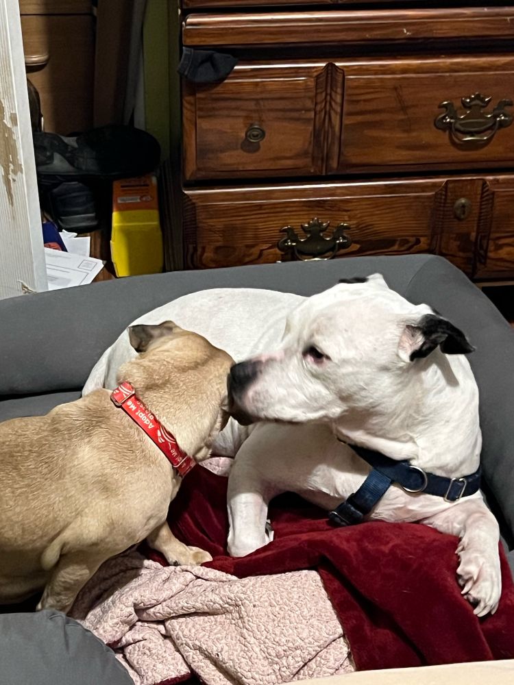 Sweet pit bull giving ear licks to her tiny light tan pug friend. 