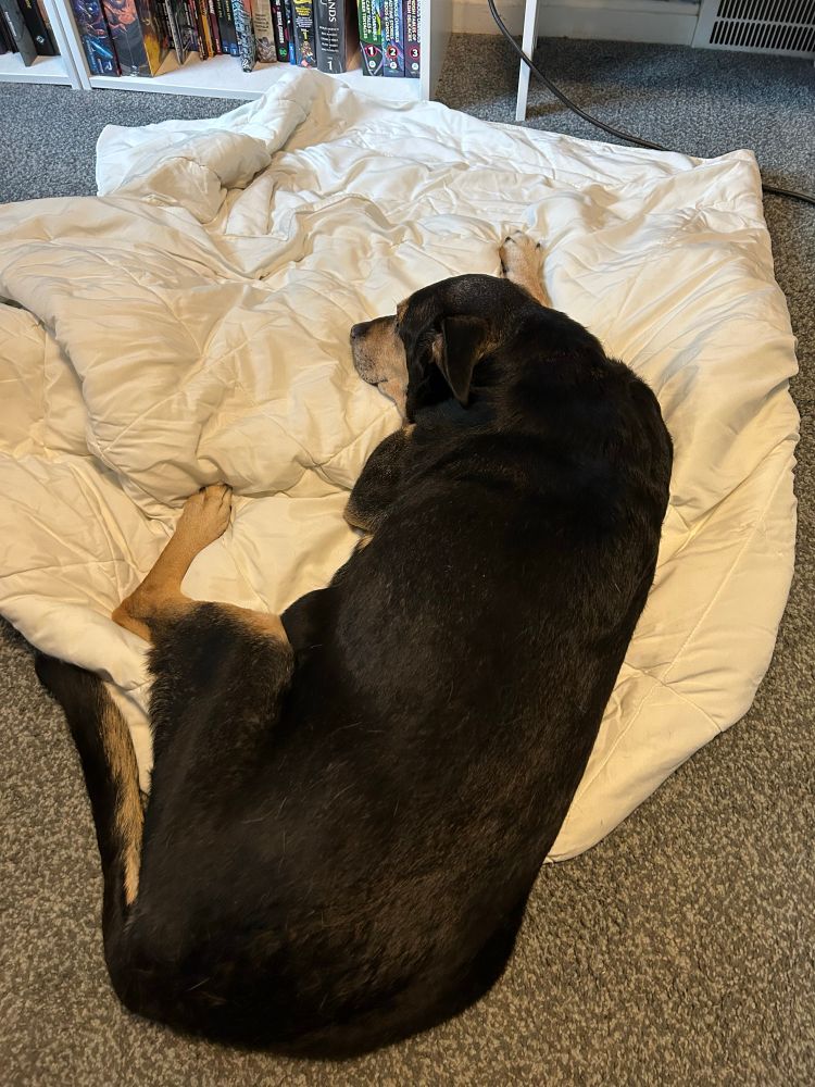 A very dramatic dog lying on a blanket. He is black and tan and facing away from the camera 