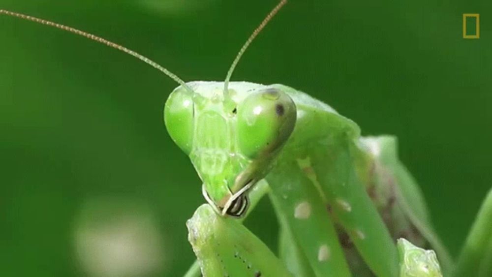 a green praying mantis is sitting on a green leaf