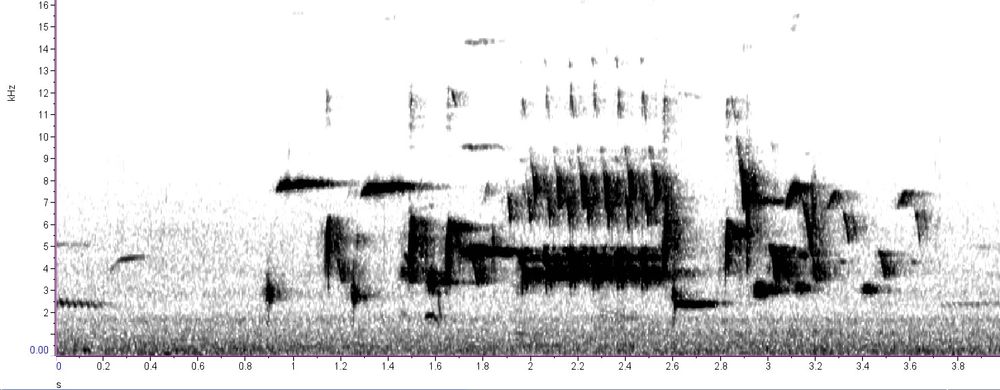 Spectrogram of Song sparrow song (Rimouski, Québec, June 2025).