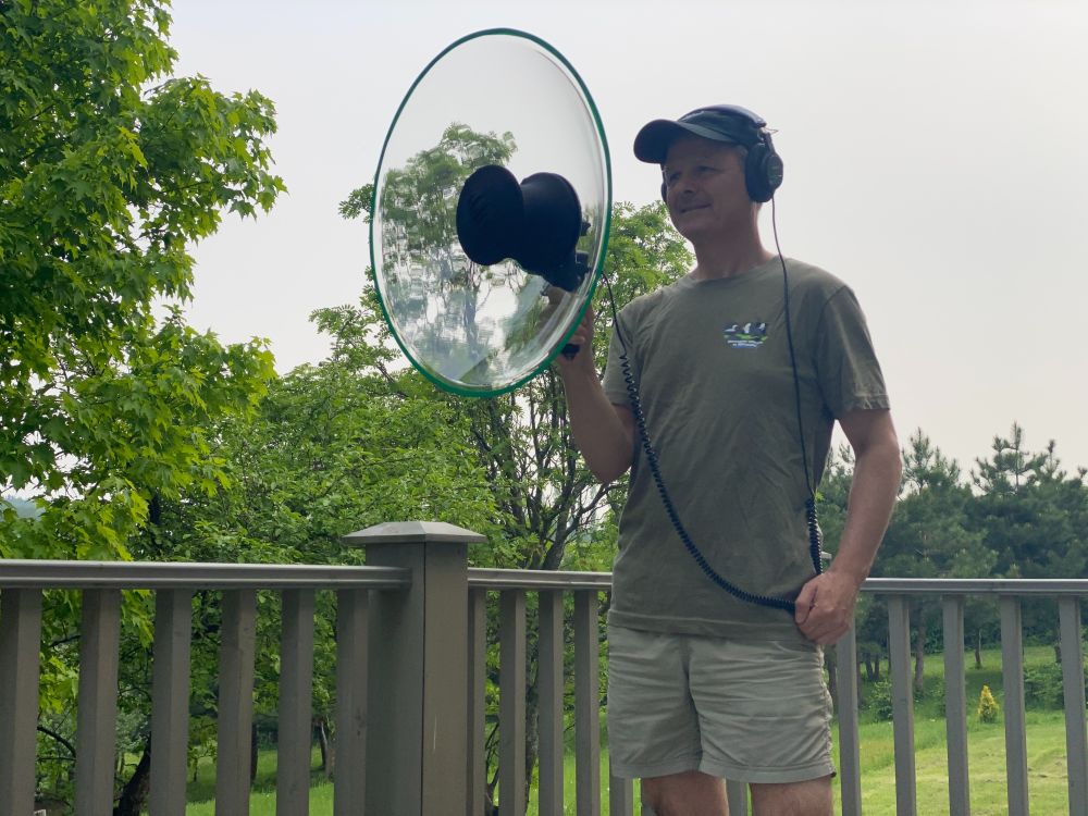 Recording a singing Song sparrow (Rimouski, Québec, June 2025).
