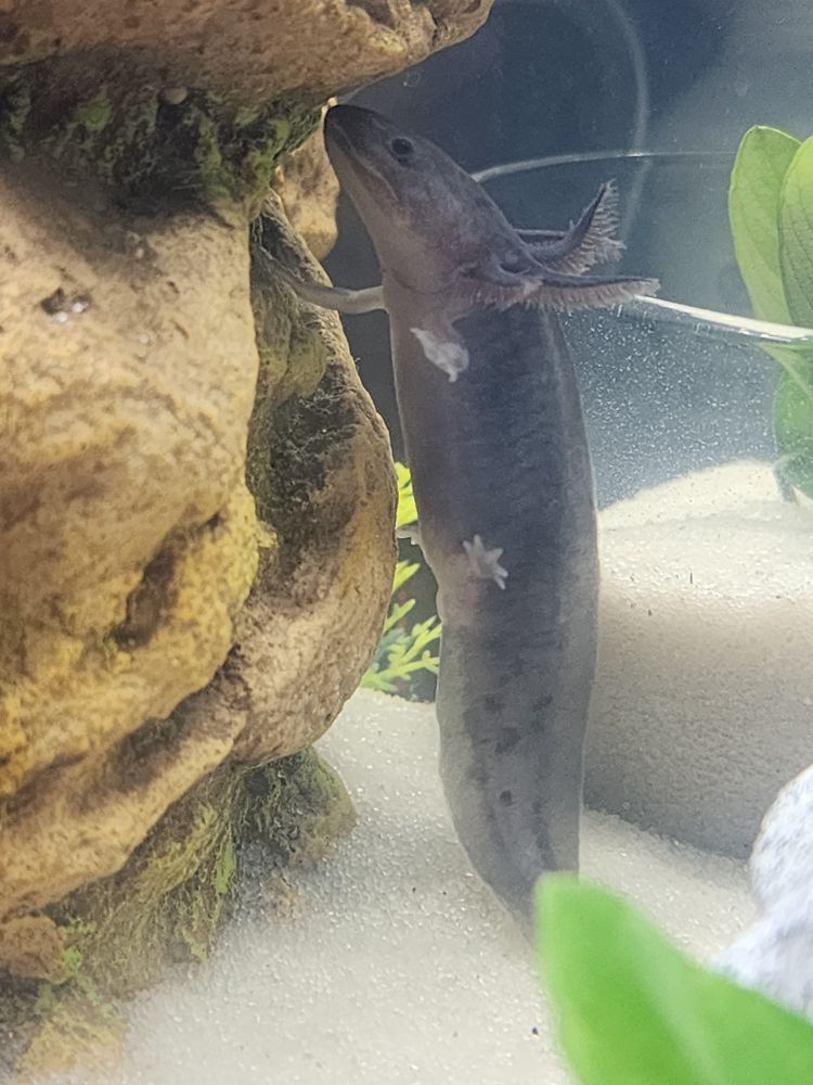 A Grey spotted axolotl standing on its tail with its limbs extended out, suspended in water in a silly way. 