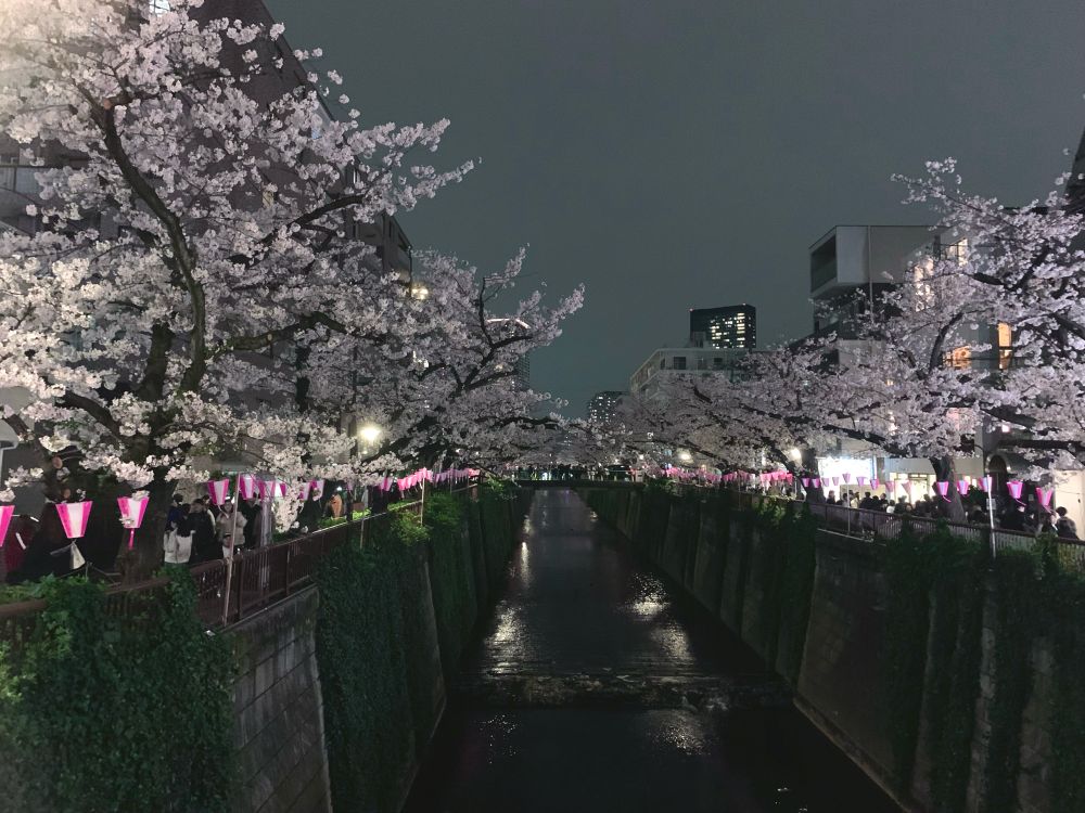 目黒川沿いの桜