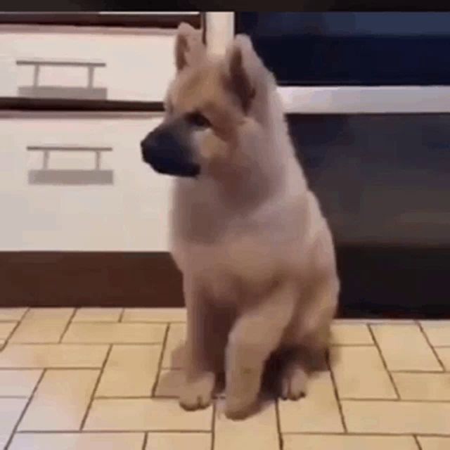 a small dog is sitting on a tiled floor .