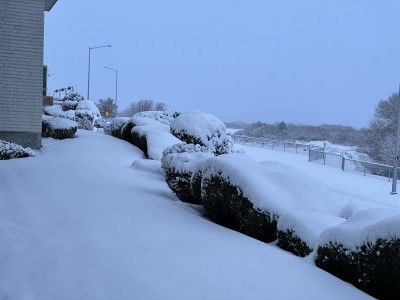 pristine snow on lawn and shrubs. about 8 inches