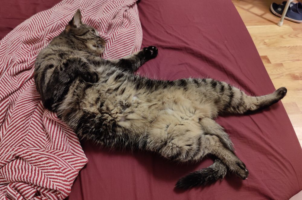 Cat (lounging, sprawled, imitating art)