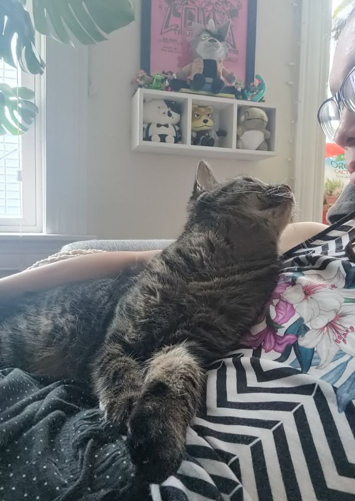 Cat (cuddling, looking at me)