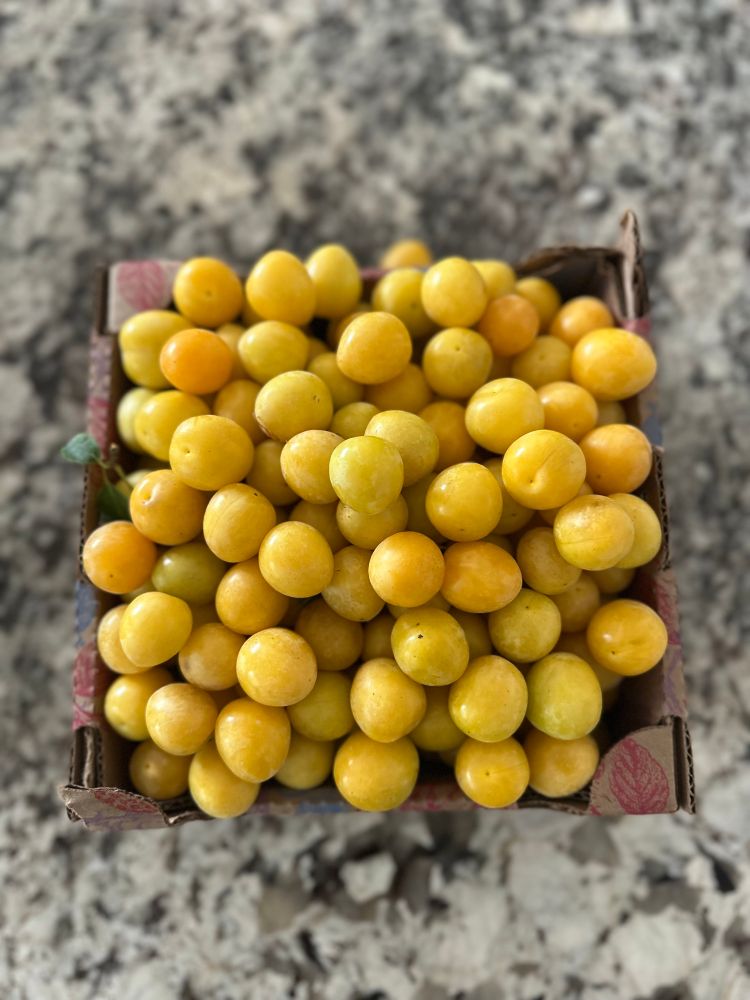 Apricots in a box