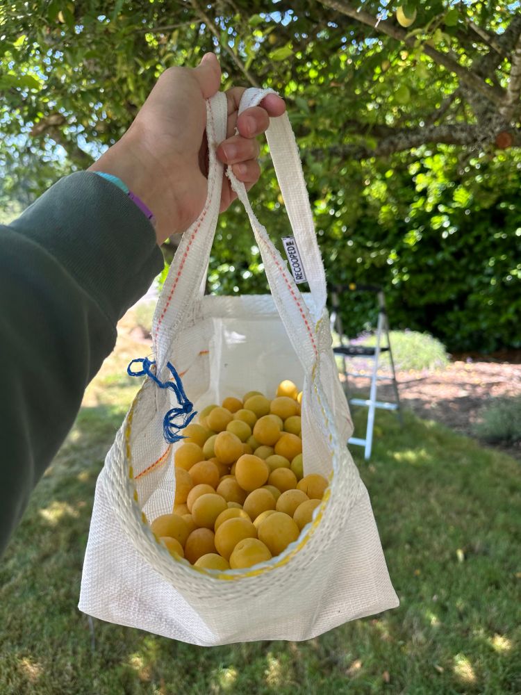 A bag of freshly picked apricots