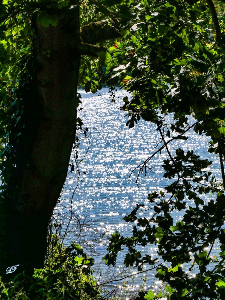 Un petit morceau de Seine dans la trouée d'un arbre. 