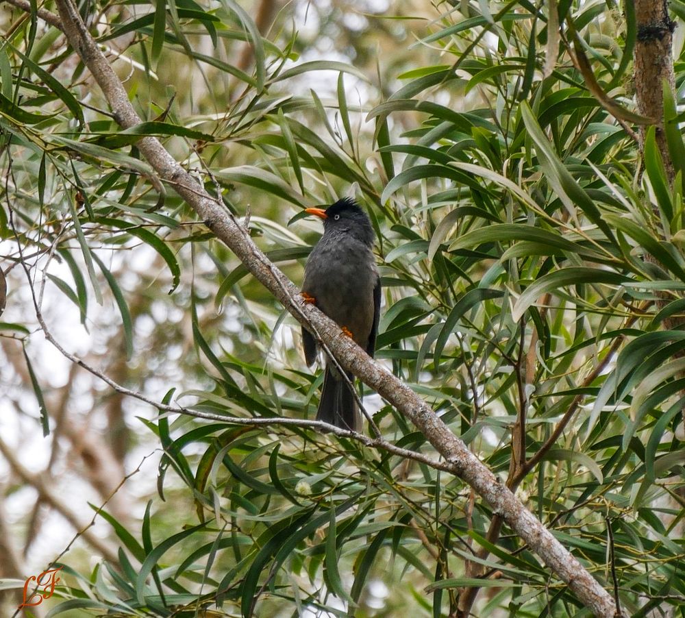 Un merle au milieu des feuillages dont le bec et les pattes sont orange. 