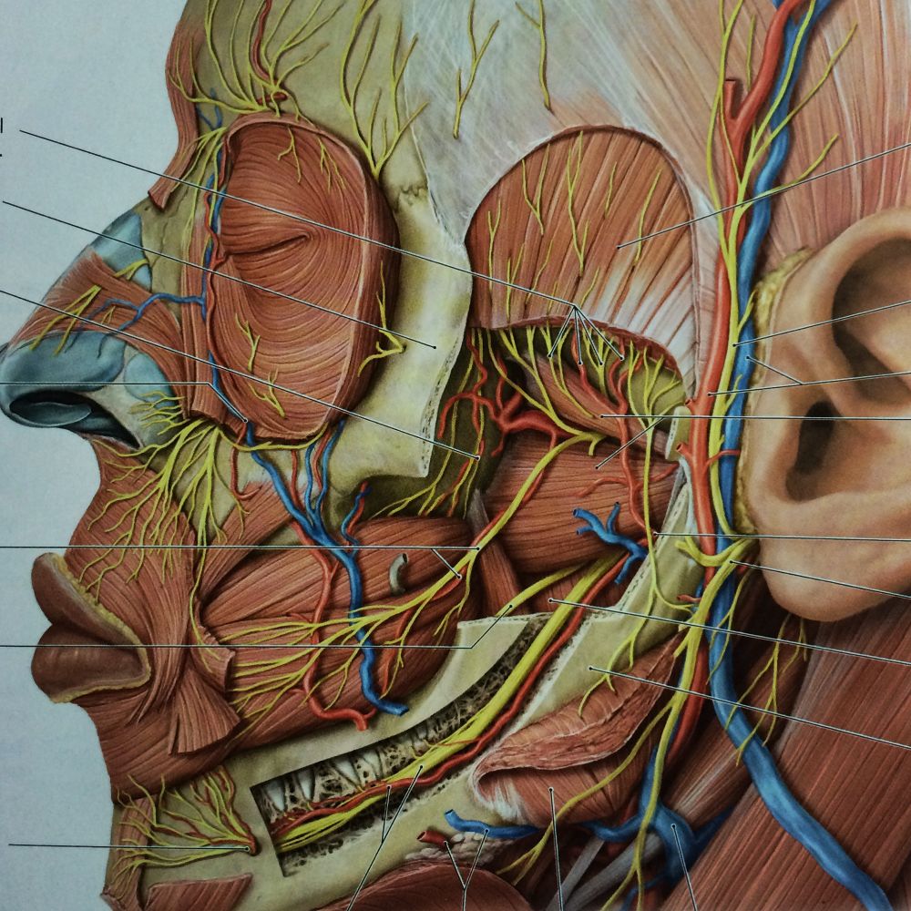 Anatomy of the face