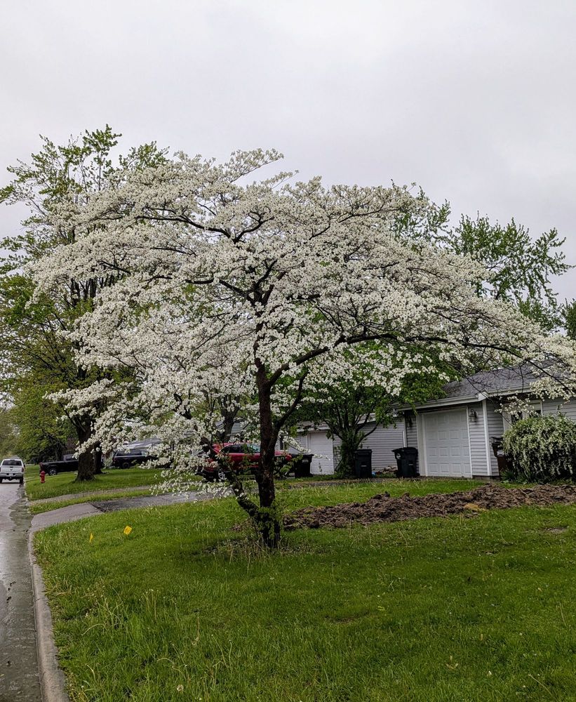White dogwood tree covered in blossoms