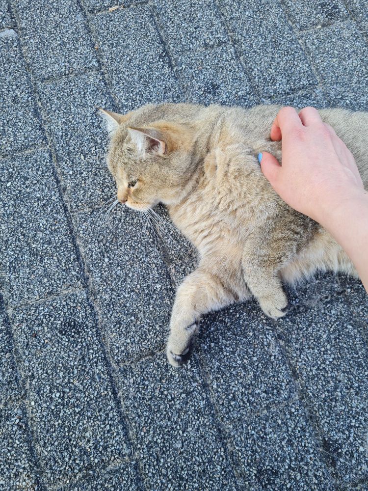 Ein brauner Kater liegt draußen auf gepflastertem Boden und lässt sich streicheln