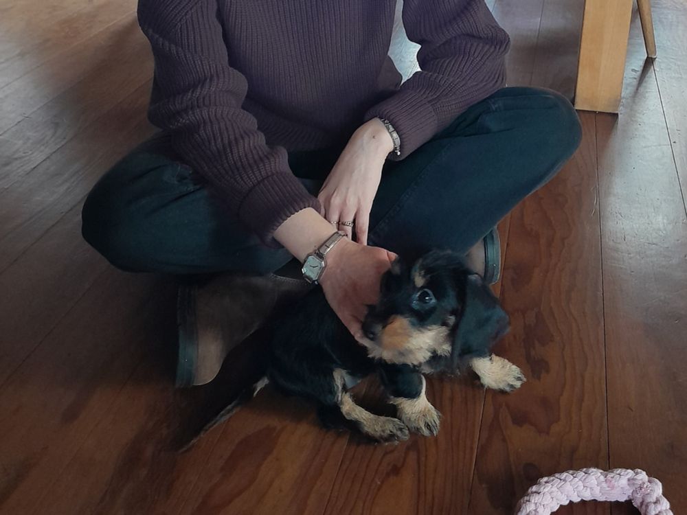 Rauhaardackel Gerda wird von mir gestreichelt und guckt süß