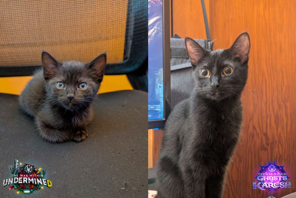 Comparison photo of a black kitten and her being a bigger black cat