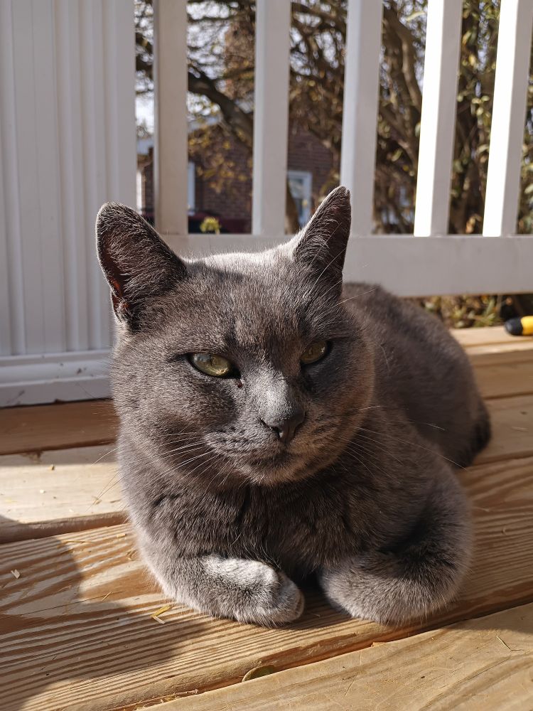Dusty is a soft gray cat with golden eyes. She is lying on our wooden porch in the sunshine, her paws curls up under her. She is always smiling. 