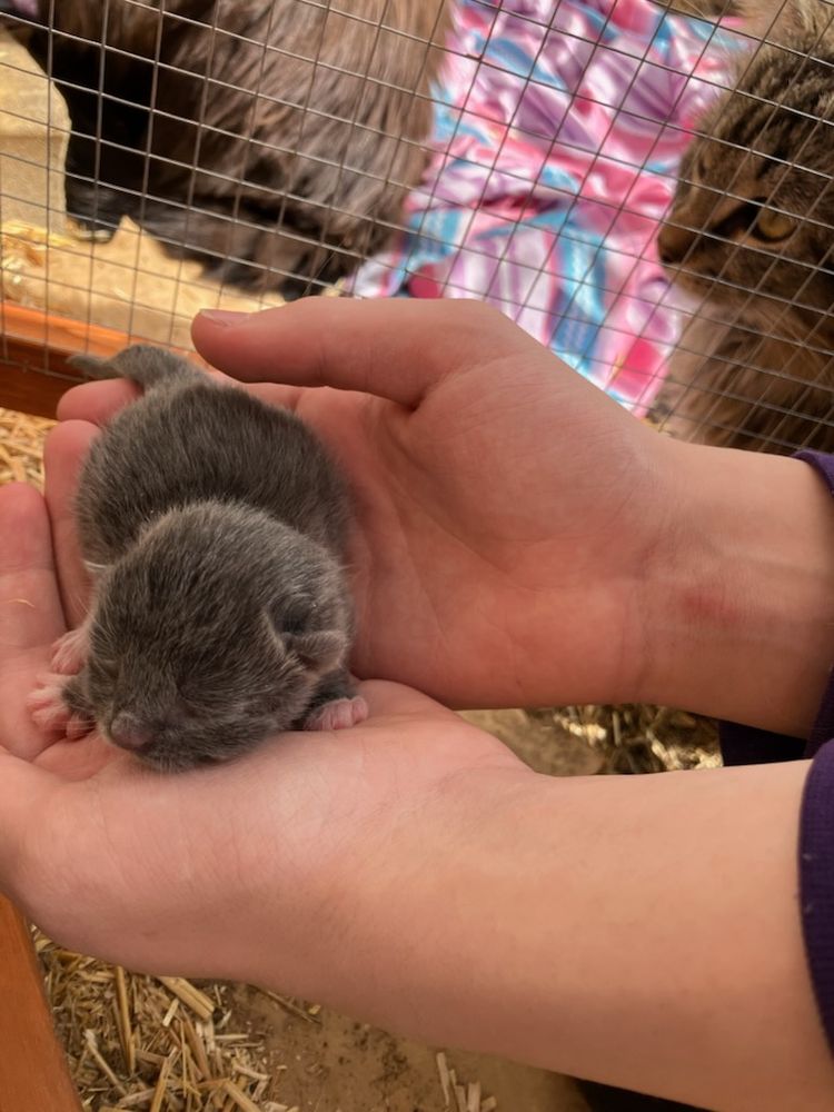 Newborn kitten, 3 days old, held gently in my son's hands. He's tiny and gray with pink toes and itty bitty ears. Yes, Mama Dusty gave us permission to hold her babies while she purred proudly. This baby, however, protested with a loud cry right after this picture was taken and was promptly placed back against his Mama's belly. 
