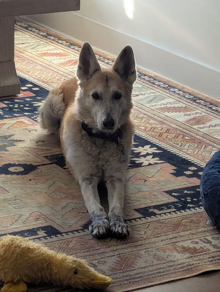 A very alert looking shepherd dog lying down with her rear legs tucked under her and her front legs stretched out very far in front of her 